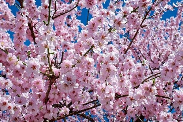 3 Types Of Trees That Will Look Great In Your Yard