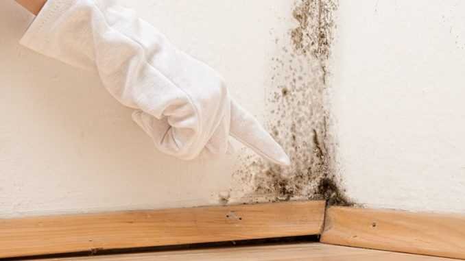 Odor Removal Service Albuquerque New Mexico: Your Guide to Simple Solutions
