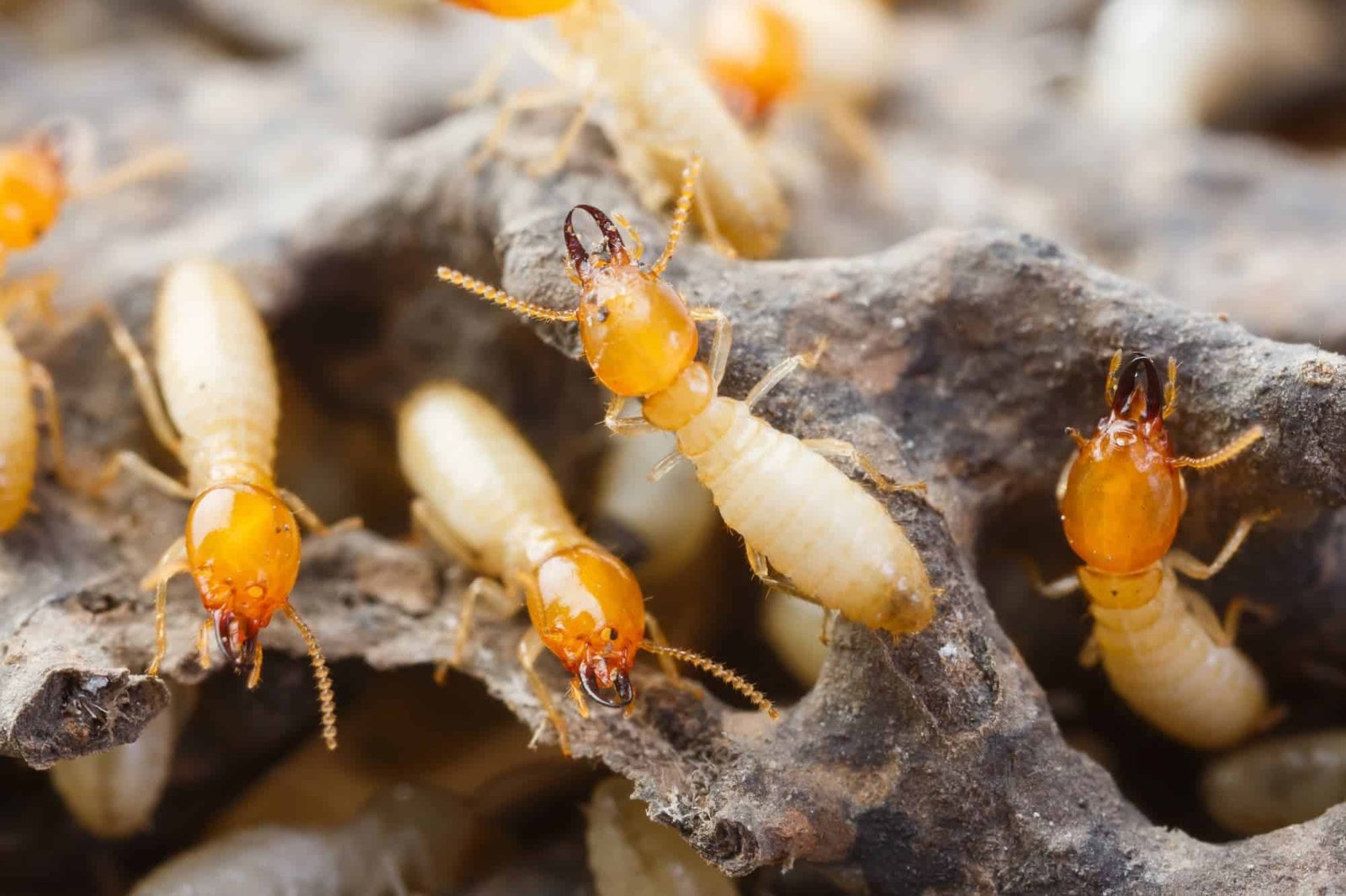 A Complete Guide on How to Deal with Various Termite Species