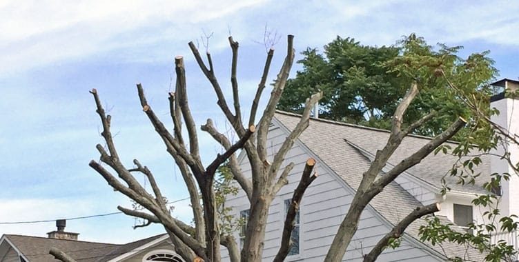Tree Topping: A Few Causes of Concern - Creative Home Idea