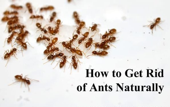 How to Get Rid Of Ants Naturally