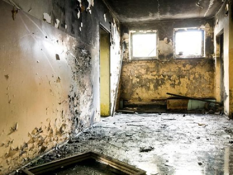 Facts about Black Mold