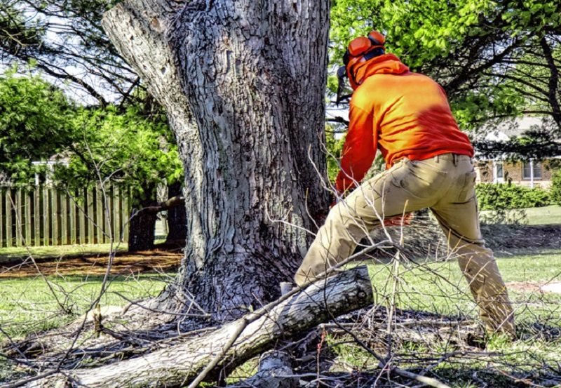 When is the right time to remove a tree?- Ten Signs to Watch Out
