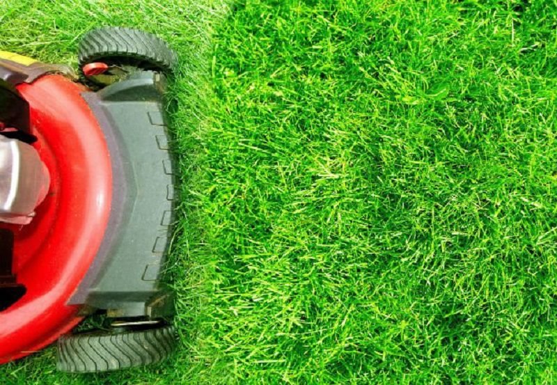 How to Keep Your Lawn Looking Great When the Temperature Soars