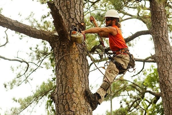 Benefits of Hiring an Arborist for Tree Service