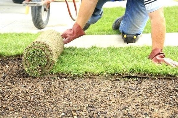 Factors to consider when ordering sod online?