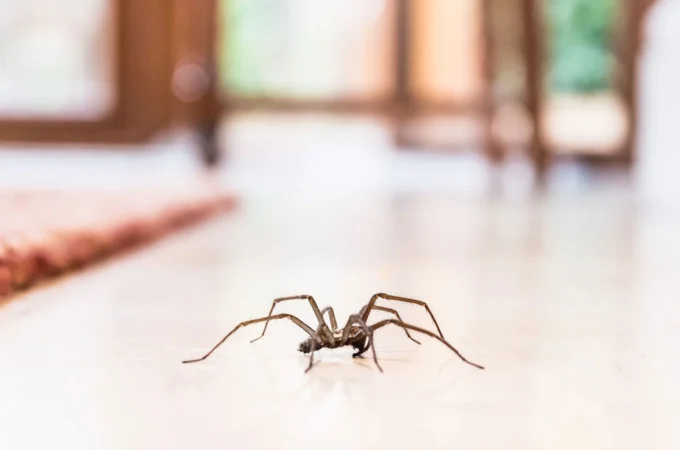 Tips to keep Spiders away from your Home
