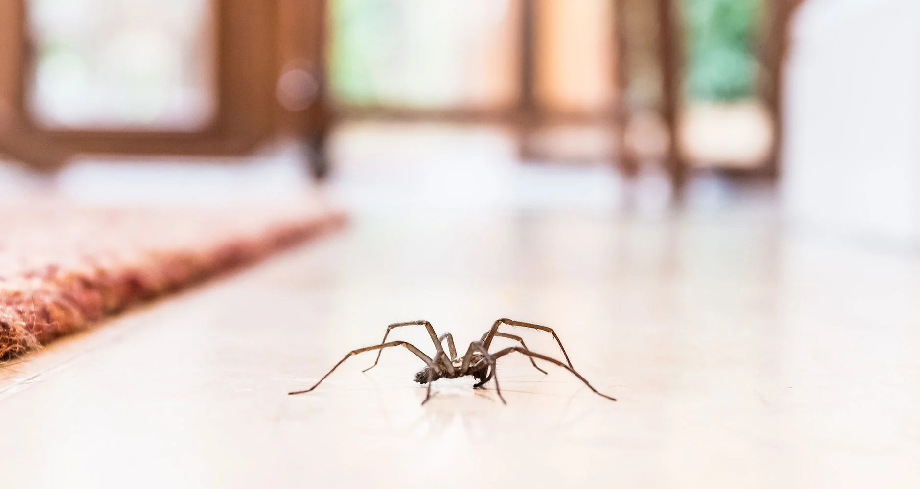 Tips to keep Spiders away from your Home