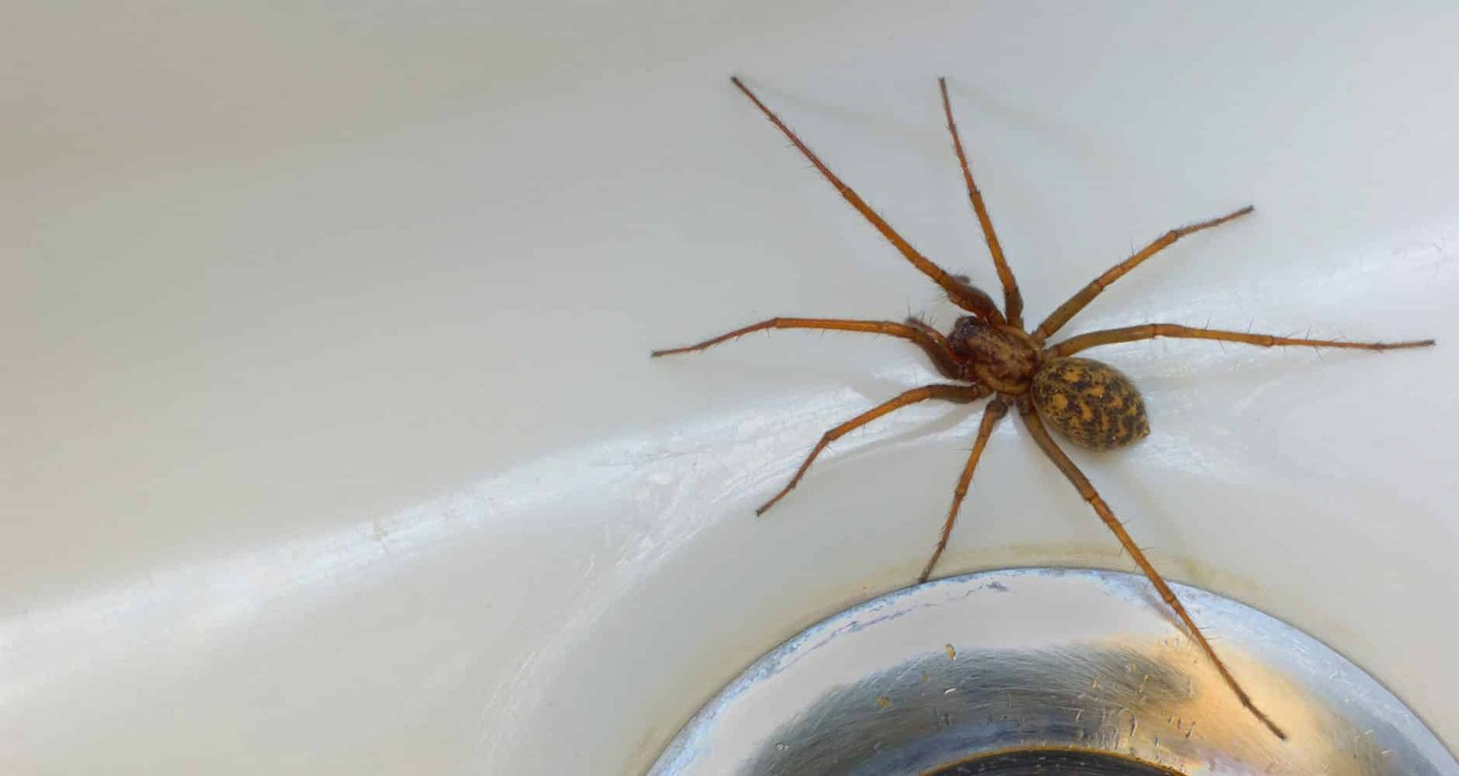 Tips to keep Spiders away from your Home