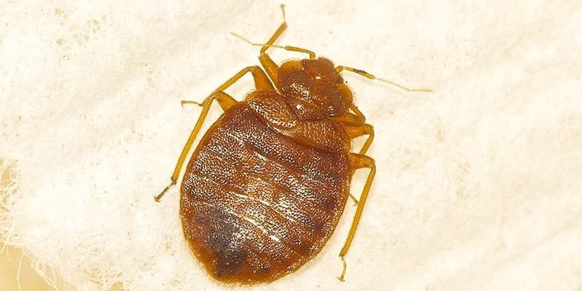 Bed Bugs Infestation can affect your Health Negatively