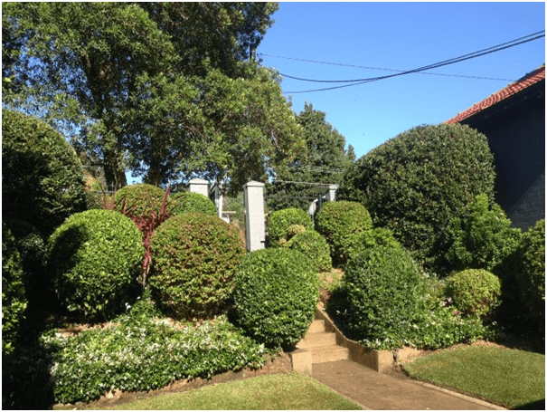 5 Ways OnHow To Use Hedges For Your Home Garden And Keep It Well-Maintained