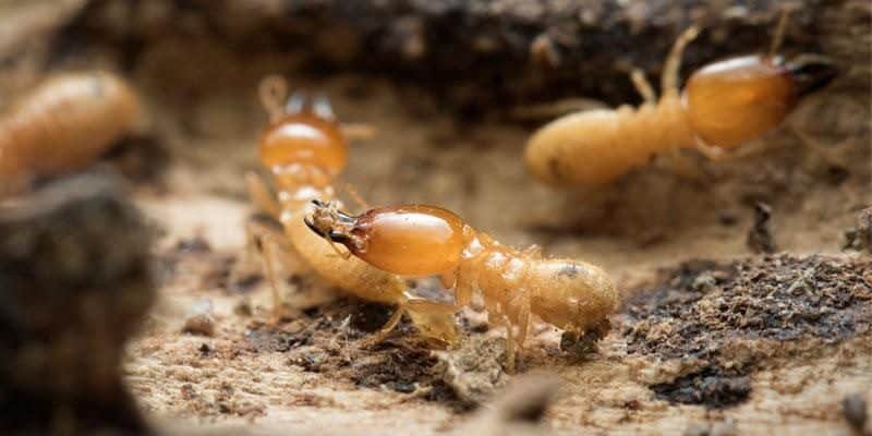 Termite Signs to Look For