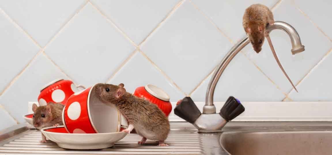 What to do if mice enter your office premises?