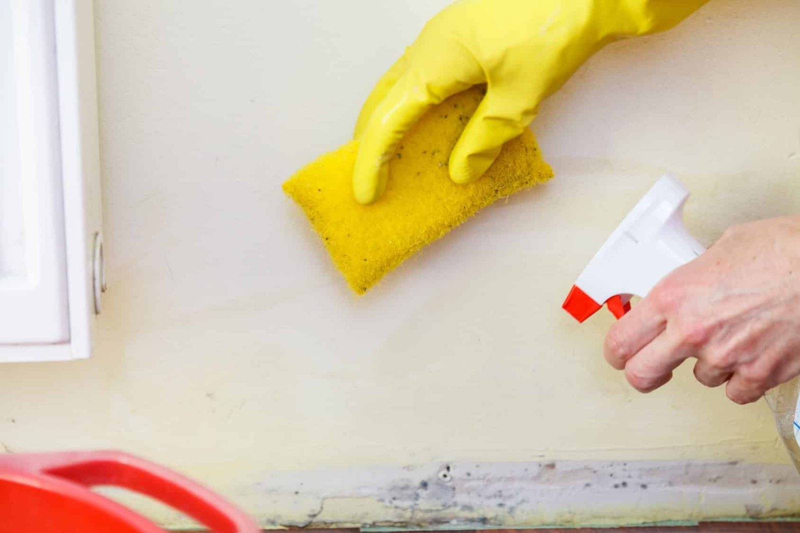 What Does s Mold Remediation Company Do?