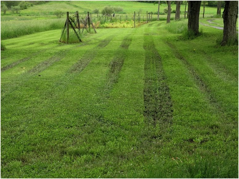 What can be done for the lawn ruts
