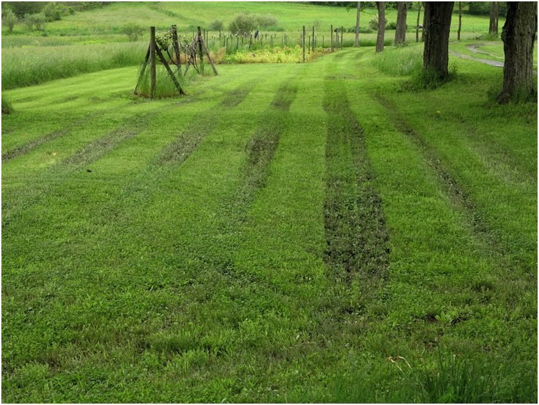 What can be done for the lawn ruts?