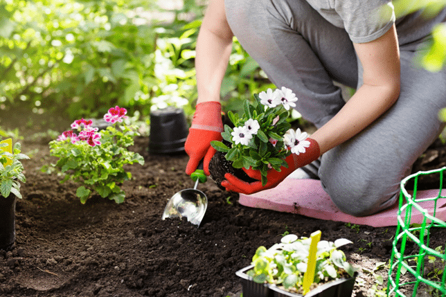 Flower Power: How Do You Start a Garden for Beginners?