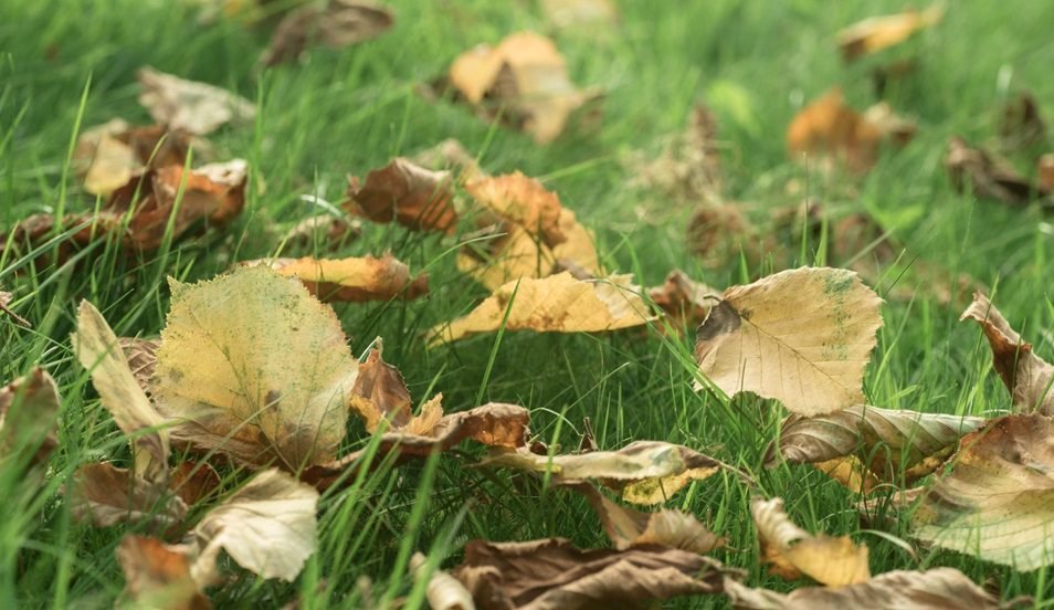 Leaves Off Your Lawn On A Regular Basis