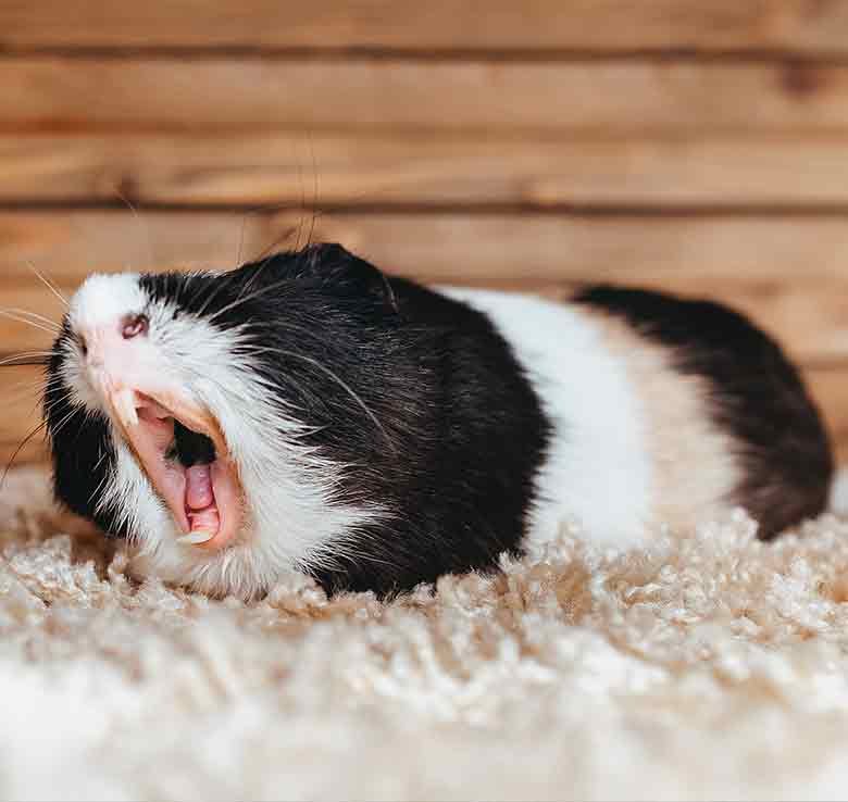 best bedding for guinea pigs uk