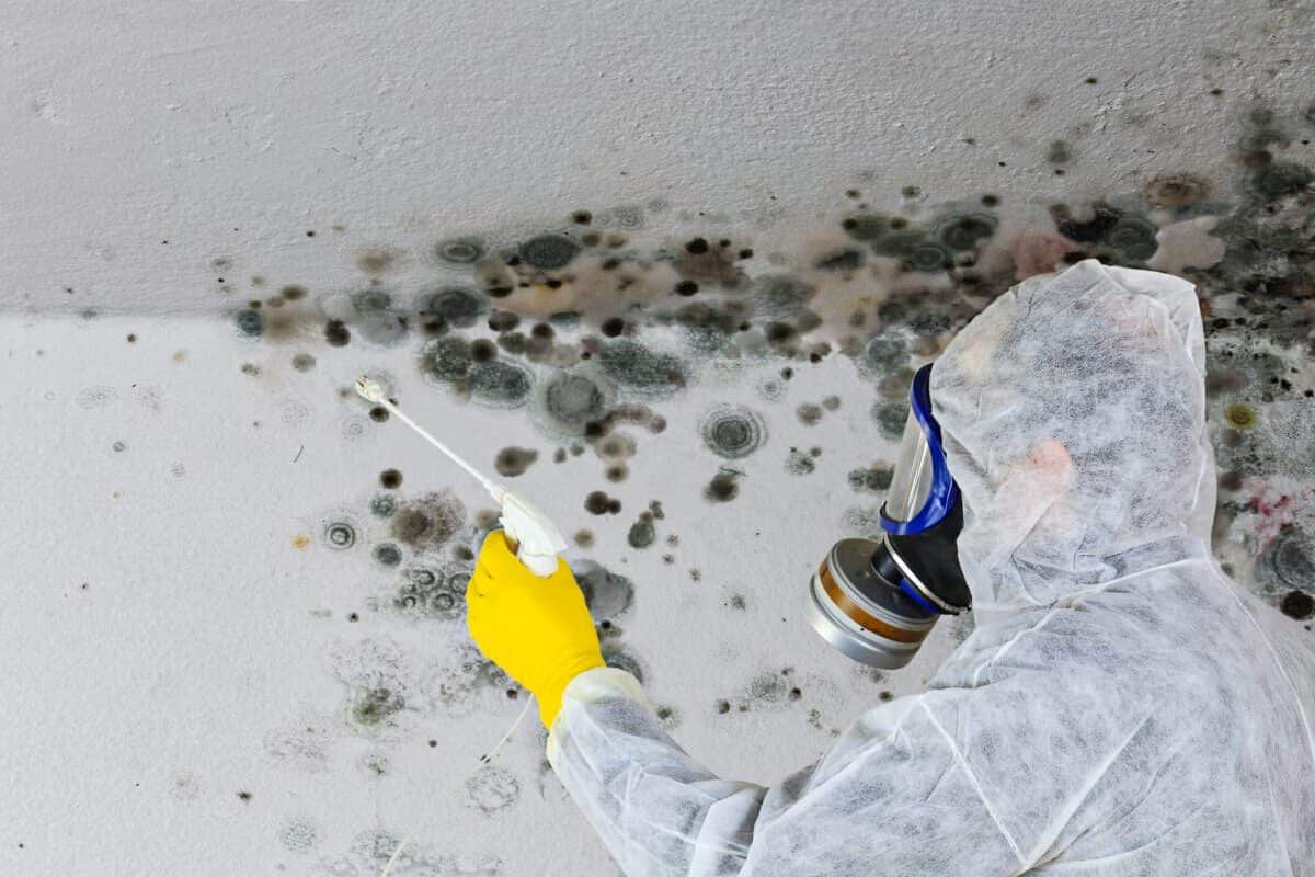 Mycotoxins 101: Everything You Need to Know About Mold Toxins