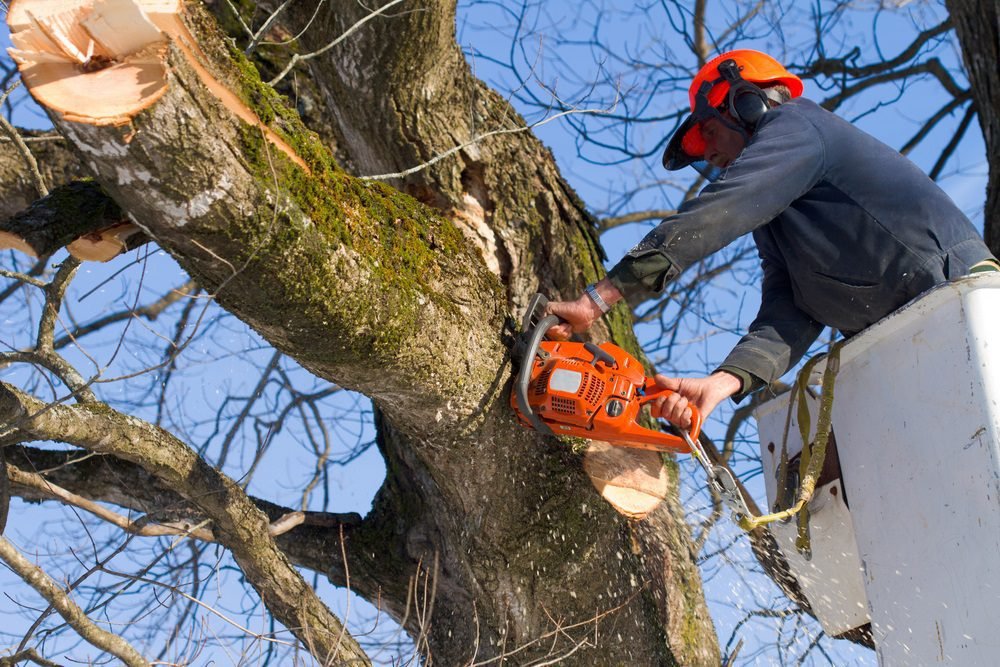 Tree Cutting vs. Tree Pruning – What’s the Difference?