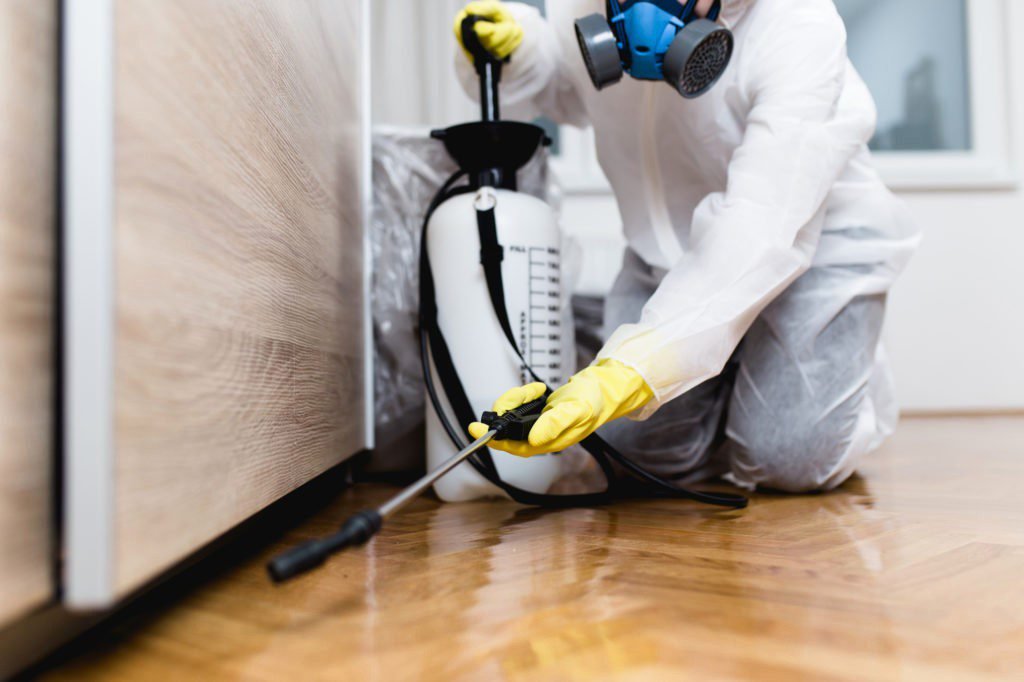 Keeping Your Home or Business Safe: DIY Pest Control Methods