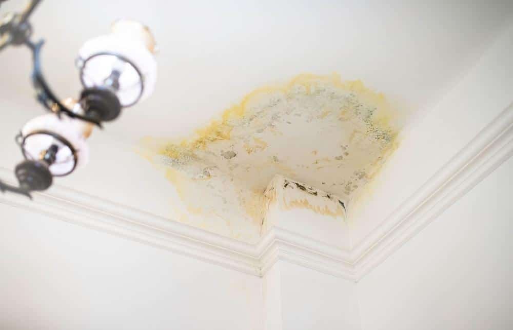 Essential Strategies to Shield Your Florida Home from Water and Mold Damage