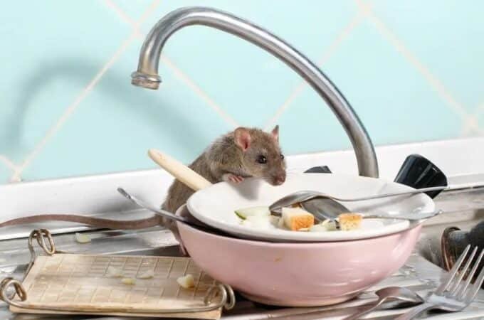 Eliminating Rats