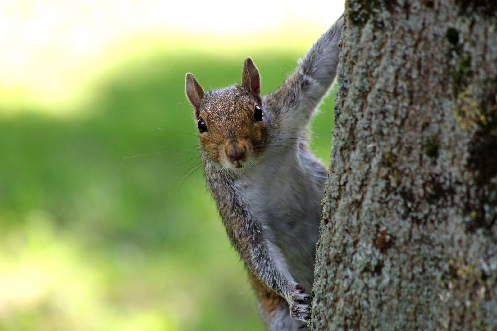 Expert Squirrel Removal Services: Your Solution to Pesky Squirrel Infestations