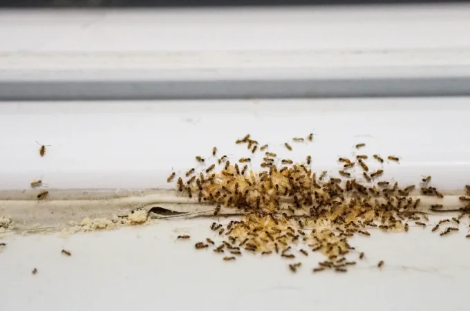 How to Prevent Ant Infestations at Home