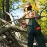 Tree Services